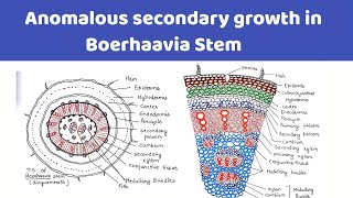 Anomalous Secondary Growth in Boerhaavia stem  ts of Boerhaavia stem [upl. by Nohsram]