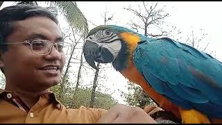 Macaw  BlueGold Macaw  Tamed Macaw  Big Parrot [upl. by Vinaya]