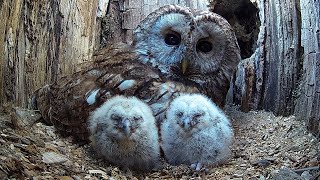 Wild Tawny Owls Adopt 6 Orphaned Owlets  Full Story  Luna amp Bomber  Robert E Fuller [upl. by Nohj649]