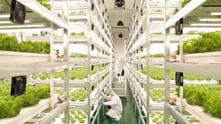 farming is science process of growing fresh vegetables by Korean scientists [upl. by Ainalem716]