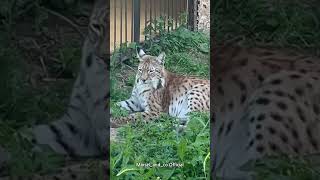 Marusya is Sitting on the Grass lynx bigcat [upl. by Lanod]