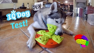 Testing My Huskys Intelligence  Dog IQ Puzzle Test [upl. by Atekehs]