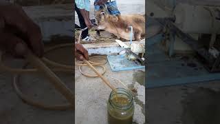 Evacuation of rumen fluid in a Ruminal Acidosis cow [upl. by Anitsrihc]