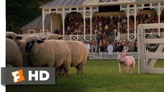 Babe 89 Movie CLIP  The Sheep Pig 1995 HD [upl. by Ted821]