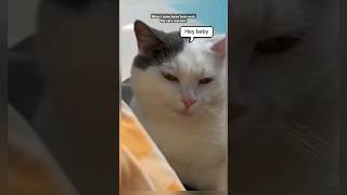 My cats reaction when i get home shorts cat cats [upl. by Ynaffets]