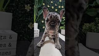 Meet Our Adorable Frenchie at Petland Racine 🐾shorts frenchbulldogpuppies puppiesforsale [upl. by Gimble]