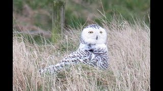 Snowy Owl Snettisham RSPB Norfolk 110318 [upl. by Aimar]