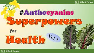 Kales Anthocyanins Superpowers for Health ｜Part 1 [upl. by Kaitlin69]