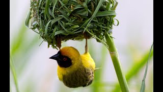 Weaver Bird  Building Nest  How Birds Build Their Nest [upl. by Acinnod]