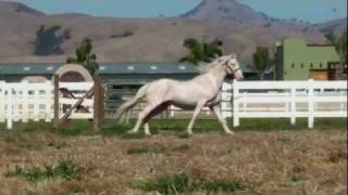 Lusitano Stallion Caetano For Sale [upl. by Ariek489]