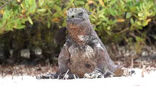 Galápagos finch is cleaning a marine iguana [upl. by Nemrak]