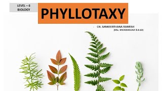 Phyllotaxy I Arrangement of leaves on a stem [upl. by Conny]