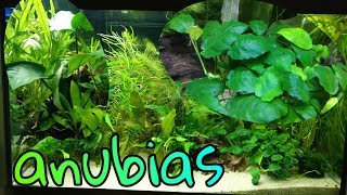 AQUARIUMPLANT Anubias de PERFECTE plant voor beginners Nickey [upl. by Ailegra]