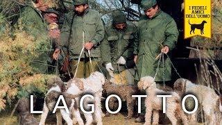 LAGOTTO ROMAGNOLO trailer documentario [upl. by Iinde]