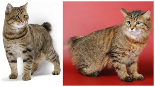 Interesting Facts about American Bobtail Cats [upl. by Doykos]