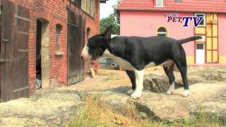 Miniature Bull Terrier Informationen zur Rasse [upl. by Ormiston465]