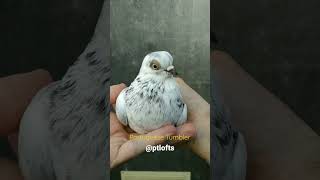 Portuguese Tumbler Cambalhota Português 👍 pigeon viral [upl. by Solohcin]