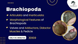 Brachiopoda amp its Adductor Diductor Muscles function pedicle Articulata Inarticulate Morphology [upl. by Hermosa]