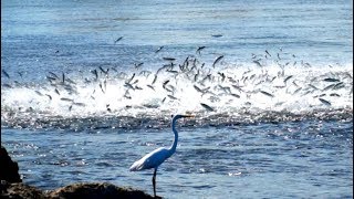 INSANE BAIT Migration Feeding Frenzy Mullet Run Fishing Florida 2019 [upl. by Teragramyram]