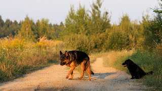 Z Binarowej w stronę góry Liwocz i Krygu  kolorowy sierpień [upl. by Gris392]