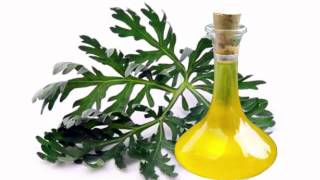 Wormwood Oil Health Benefits [upl. by Koller10]