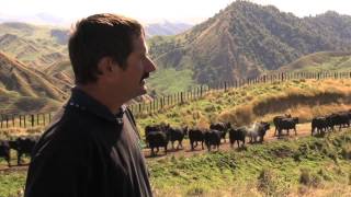 PGG Wrightson Stud Tour  Ep 13  Tangihau Station Angus [upl. by Krik986]