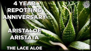 Repotting my Aristaloe Aristata  The Lace Aloe 4 Years Later  Cactus amp Succulent Collection [upl. by Wilbert88]