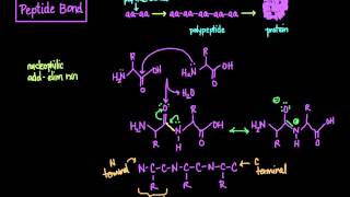 The Peptide Bond Formation and Cleavage [upl. by Nyliram]