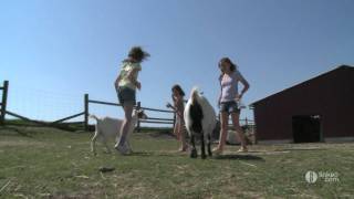 FERMES DES FALAISES  élevage et ferme pédagogique en Normandie [upl. by Fox]