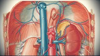 Anatomy of inferior vena cava [upl. by Asle481]