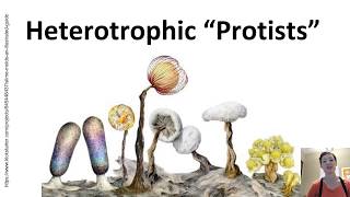 Heterotrophic quotProtistsquot 1a Oomycota [upl. by Atteram]