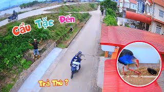 Cẩu Tặc Đến Trả Thù Mình Phải Làm Sao Và Tin Vui Trích Cồ Tự Ấp Nở Thành Công  Quế Nghịch [upl. by Storm800]