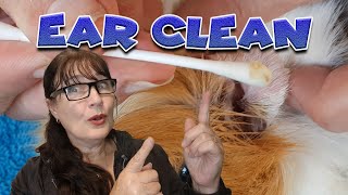 Guinea pig ear cleaning and how to do this well with Cavy Central [upl. by Boudreaux616]