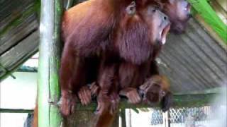 Howler monkeys just before rainwmv [upl. by Cavil]