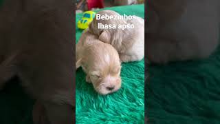 Lhasa Apso uma raça incrível [upl. by Fleeman]