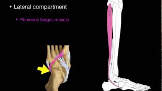 Lateral compartment leg muscles [upl. by Lundgren]