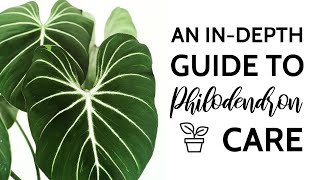 An InDepth Guide to Philodendron Care [upl. by Body]