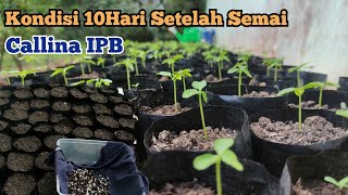 Perlakuan perawatan Bibit Pepaya California agar pertumbuhan Bagus dan subur [upl. by Nahamas401]