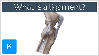 What Is a Ligament Definition and Overview  Human Anatomy  Kenhub [upl. by Tranquada309]