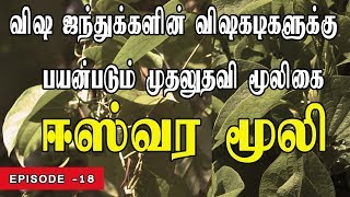 விஷ ஜந்துக்களின் விஷகடிகளுக்கு பயன்படும் முதலுதவி மூலிகை  ஈஸ்வர மூலி  Aristolochiaceae [upl. by Aracat982]