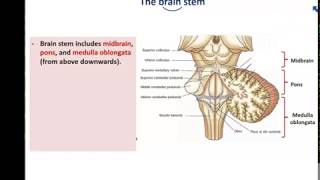 Anatomy of the Brain stem  Dr Ahmed Farid [upl. by Bouton]