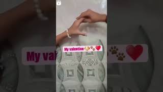 my valentines 🐶♥️youtubeshorts trendingshorts puppies valentinesday mylove dobermanpuppies [upl. by Genisia]