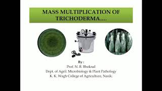 Mass multiplication of Trichoderma by Prof N B Bhoknal [upl. by Silenay344]