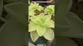 Pinguicula ehlersiae x gigantea [upl. by Yur153]