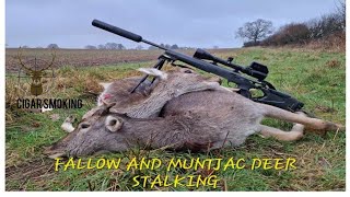 Fallow And Muntjac Deer Stalking [upl. by Davon752]