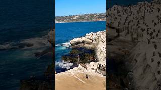 San Diego coast pacificocean seals pelicans birds animals shorts wildlife marinelife nature [upl. by Neysa876]