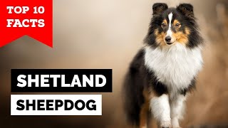 Shetland Sheepdog  Top 10 Facts Sheltie [upl. by Micah]