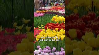 Le plus grand jardin de tulipes au monde fête ses 75 ans [upl. by Anahsed692]