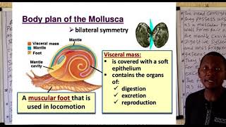 Phylum Mollusca 1 [upl. by Suellen]