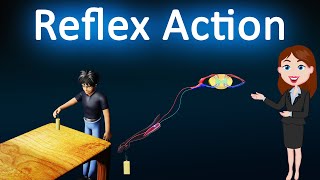 Reflex Action  Control and Coordination  3D animated explanation  10 class  Science [upl. by Lucia]